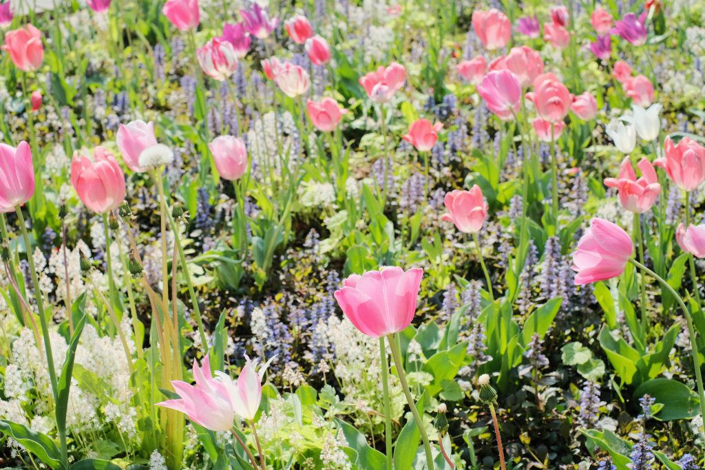 Tulip flower border in the city - free stock photo