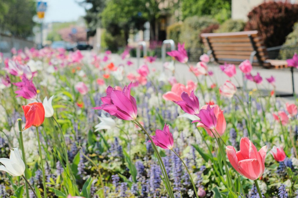 Tulip flower border in the city 2 - free stock photo