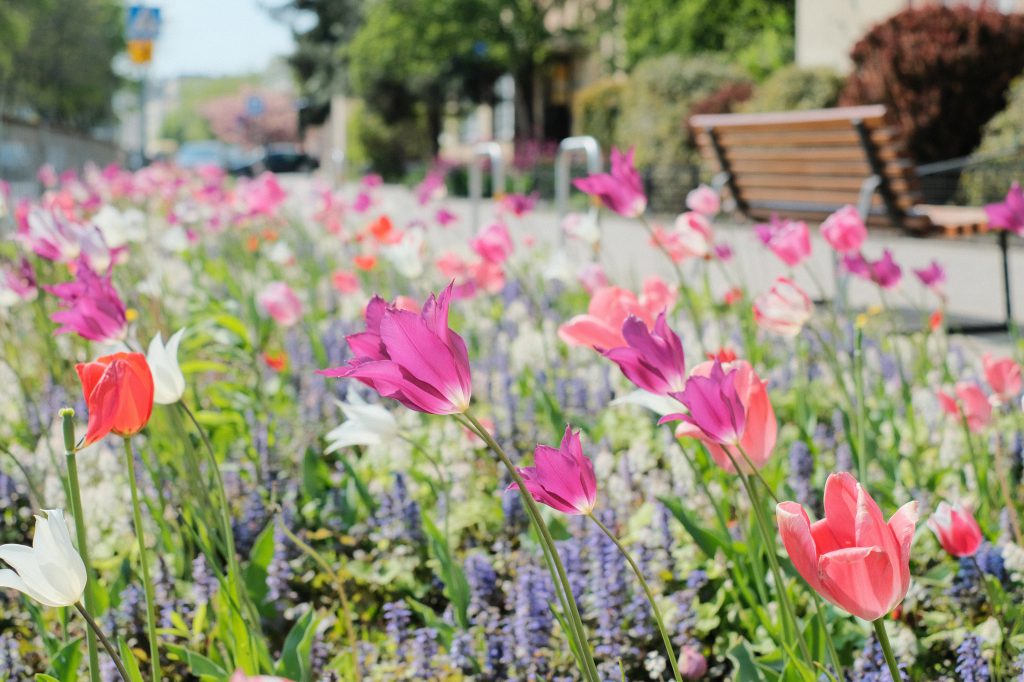 tulip_flower_border_in_city_2-1024x682.j