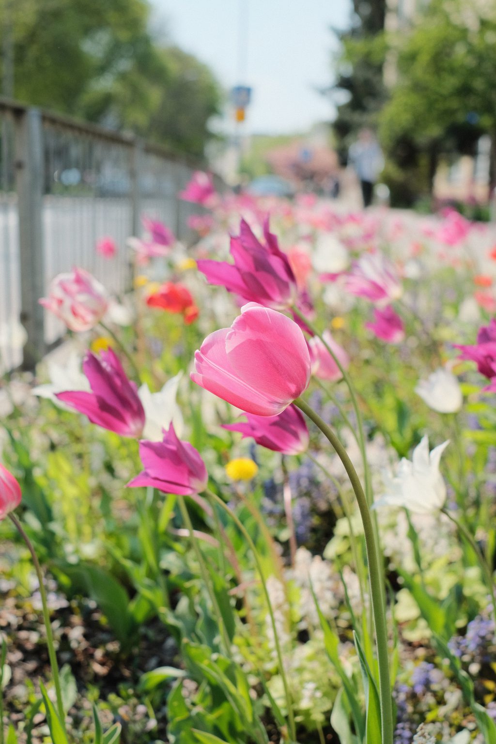 Tulip flower border in the city 3 - free stock photo