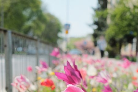 Tulip flower border in the city 3 - free stock photo