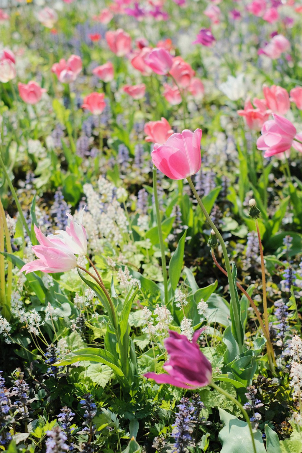 Tulip flower border in the city 4 - free stock photo