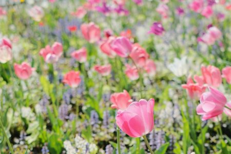 Tulip flower border in the city 4 - free stock photo