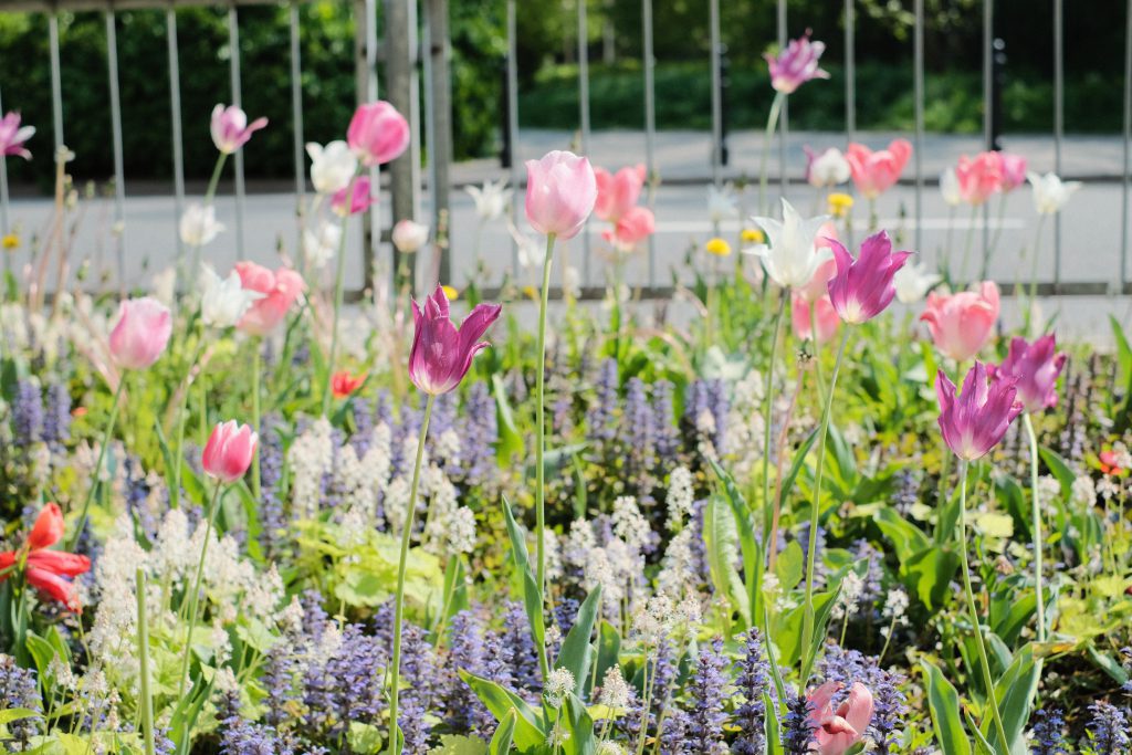 Tulip flower border in the city 5 - free stock photo