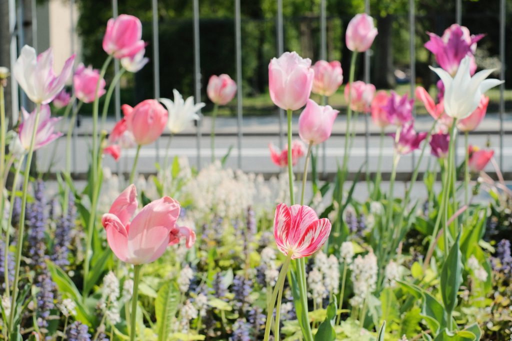Tulip flower border in the city 6 - free stock photo
