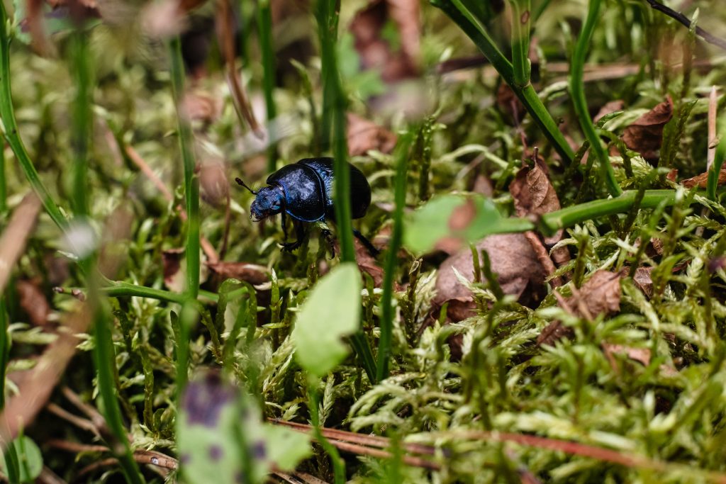 Purple blue dung beetle on the forest floor