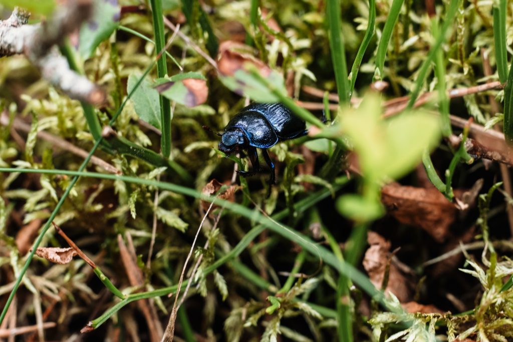 Purple_blue_dung_beetle_on_the_forest_fl