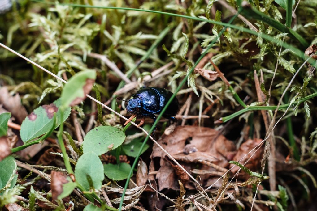 Purple blue dung beetle on the forest floor 3