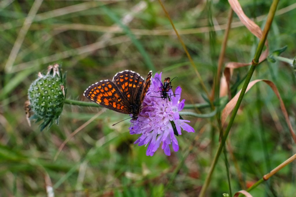 Butterfly and two soldier beetles on a purple flower - free stock photo