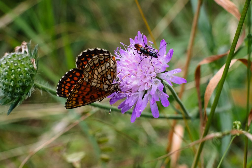 Butterfly and two soldier beetles on a purple flower 2 - free stock photo