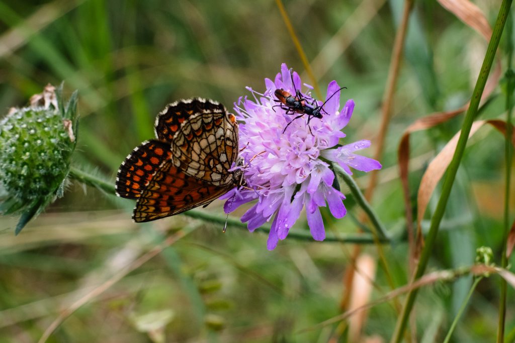 butterfly_and_two_soldier_beetles_on_a_p