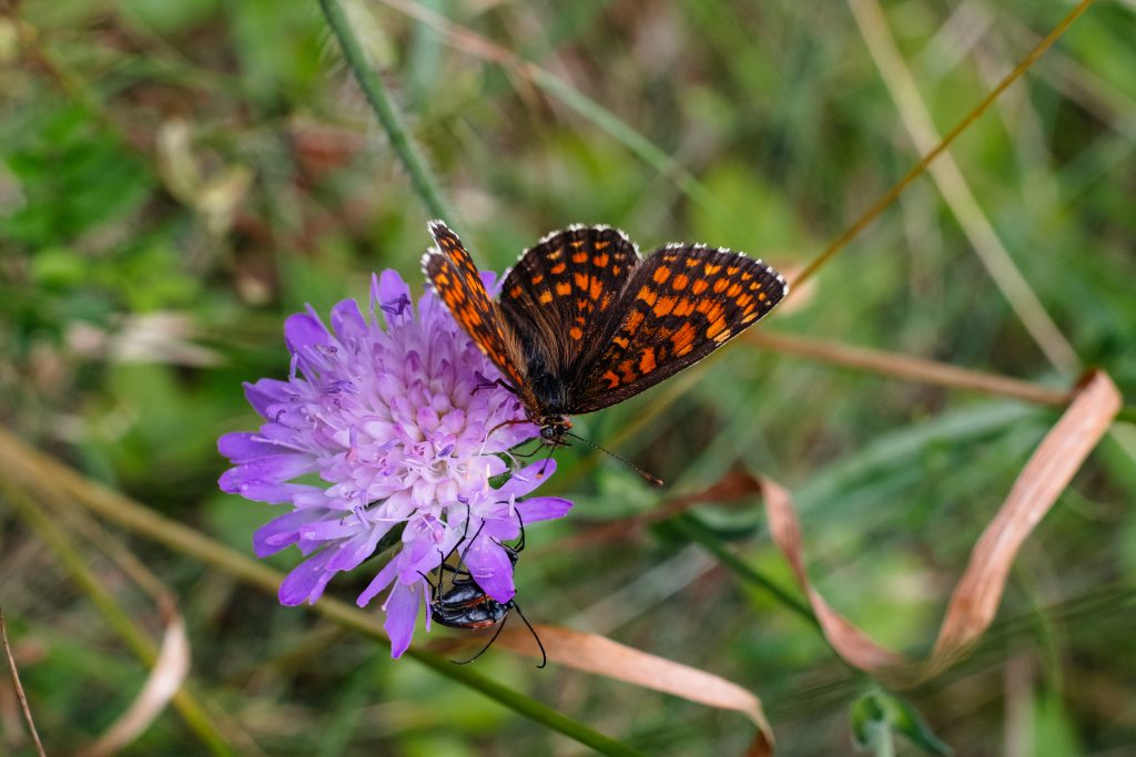 Butterfly and two soldier beetles on a purple flower 3 - free stock photo