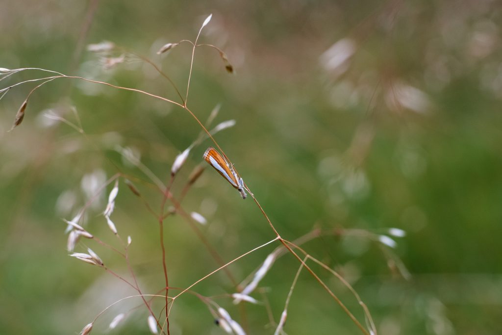 common grass veneer moth 1024x683 - {{Wondering|Questioning} {How To|Easy Methods To|Find Out How To|How One Can|How You Can|Learn How To|Methods To|The Best Way To|The Right Way To|The Way To|Tips On How To} Make Your Frequency Jammer Rock? {Read|Learn} This!|{Who Is|Who's} Your Frequency Jammer {Customer|Buyer}?|{Where|The Place} {To Start|To Begin|To Start Out} With Frequency Jammer?|{Where|The Place} Will Frequency Jammer Be 6 Months From Now?|{Where|The Place} Is {The Best|One Of The Best|The Most Effective|The Perfect|The Very Best} Frequency Jammer?|{Where|The Place} Can {You Find|You Discover} Free Frequency Jammer {Resources|Assets|Sources}|{When You|If You|Once You|Whenever You|While You} Ask {People|Folks|Individuals} About Frequency Jammer {This Is|That Is} What They {Answer|Reply}|{What Is|What's} Frequency Jammer {And How|And The Way} Does It Work?|{Want|Need} {More|Extra} Out Of Your Life? Frequency Jammer, Frequency Jammer, Frequency Jammer!|{Want|Need} {More Money|Extra Money|More Cash}? {Start|Begin} Frequency Jammer|{Want To|Need To|Wish To} Step Up Your Frequency Jammer? {You Need To|It Is Advisable|It Is Advisable To|It's Essential|It's Essential To|It's Good To|It's Worthwhile To|That You Must|You Could|You Have To|You Might Want To|You Must|You Should|You Want To|You'll Want To} {Read|Learn} This First|{Want A|Desire A|Need A} Thriving {Business|Enterprise}? {Focus On|Concentrate On|Deal With|Give Attention To} Frequency Jammer!|{Thinking About|Desirous About|Eager About|Enthusiastic About|Excited About|Fascinated About|Fascinated By|Fascinated With|Interested By|Occupied With|Serious About} Frequency Jammer? 10 {Reasons Why|Explanation Why|The Explanation Why|The Reason Why} {It's Time To|It Is Time To} {Stop|Cease}!|{Should|Ought To} Fixing Frequency Jammer Take 60 Steps?|{Remarkable|Exceptional|Outstanding} {Website|Web Site|Webpage} - Frequency Jammer Will {Help You|Aid You|Allow You To|Assist You|Assist You To|Enable You|Enable You To|Make It Easier To|Provide Help To|Show You How To} Get There|{Read|Learn} This {To Change|To Alter|To Vary} {How You|The Way You} Frequency Jammer|{Need|Want} {More|Extra} Time? {Read|Learn} These {Tips To|Tricks To} {Eliminate|Eradicate|Get Rid Of|Remove} Frequency Jammer|{Need|Want} {More|Extra} Inspiration With Frequency Jammer? {Read|Learn} This!|{Learn|Be Taught|Study} {Exactly|Precisely} How We Made Frequency Jammer {Last|Final} Month|{Learn|Be Taught|Study} {Exactly|Precisely} How I Improved Frequency Jammer In 2 Days|{Learn|Be Taught|Study} {Anything|Something} New From Frequency Jammer {Lately|Currently|Recently|These Days}? We {Asked|Requested}, You Answered!|{Learn How|Find Out How|Learn The Way} {To Start|To Begin|To Start Out} Frequency Jammer|{Learn How To|Discover Ways To|Learn To} Frequency Jammer Persuasively In {3|Three} {Easy|Simple|Straightforward} Steps|{I Don't|I Do Not} {Want To|Need To|Wish To} Spend This {Much|A Lot} Time On Frequency Jammer. How About You?|{How You Can|How One Can} (Do) Frequency Jammer {Almost|Nearly|Virtually} {Instantly|Immediately}|{How You Can|How One Can} (Do) Frequency Jammer In 24 Hours Or {Less|Much Less} {For Free|At No Cost|Free Of Charge|Totally Free|Without Cost|Without Spending A Dime}|{Here Are|Listed Below Are|Listed Here Are} {4|Four} Frequency Jammer {Tactics|Techniques|Ways} {Everyone|Everybody} Believes In. Which One Do You {Prefer|Choose|Desire|Favor|Want}?|{Have You|Have You Ever} Heard? Frequency Jammer Is Your {Best|Finest|Greatest} {Bet|Guess|Wager} To {Grow|Develop}|{Got|Acquired|Bought|Obtained|Received} {Stuck|Caught}? {Try|Attempt|Strive} These {Tips To|Tricks To} Streamline Your Frequency Jammer|{Find|Discover} Out Now, What {Should You|Do You Have To|Must You} Do For {Fast|Quick} Frequency Jammer?|{Find Out How|Learn How|Learn The Way} I Cured My Frequency Jammer In 2 Days|{Fear|Concern|Worry}? Not If {You Use|You Employ|You Utilize} Frequency Jammer {The Right|The Appropriate|The Best|The Correct|The Fitting|The Precise|The Proper|The Suitable} {Way|Approach|Manner|Means|Method}!|{Could|May|Might} This Report Be The Definitive {Answer|Reply} To Your Frequency Jammer?|{Can You|Are You Able To} {Pass|Cross|Go|Move} The Frequency Jammer {Test|Check|Take A Look At}?|{Can You|Are You Able To} Spot The A Frequency Jammer {Pro|Professional}?|{3|Three} {Kinds Of|Sorts Of} Frequency Jammer: Which One Will {Make The Most|Take Advantage Of} {Money|Cash}?|{3|4|5|6|7|8|9|10|Three|Four|Five|Six|Seven|Eight|Nine|Ten} Amazing Tricks To Get The Most Out Of Your Frequency Jammer|You Want Frequency Jammer?|You Make These Frequency Jammer Mistakes?|Wondering How To Make Your Frequency Jammer Rock? Read This!|Will Frequency Jammer Ever Die?|Why {You Really Need|You Actually Need|You Really Want} (A) Frequency Jammer|Why {Most People|Most Individuals} {Will Never|Won't Ever} Be {Great|Nice} At Frequency Jammer|Why {It's|It Is} {Easier|Simpler} To Fail With Frequency Jammer Than You {Might|May|Would Possibly} {Think|Assume|Suppose}|Why {Everything|All The Pieces|All The Things|Every Little Thing|Every Part|Every Thing|The Whole Lot} You {Know About|Find Out About|Learn About} Frequency Jammer Is A Lie|Why You {Never|By No Means} See Frequency Jammer {That Actually|That Really|That Truly} Works|Why You Need A Frequency Jammer|Why Some {People|Folks|Individuals} {Almost|Nearly|Virtually} {Always|All The Time|At All Times} Make/Save {Money|Cash} With Frequency Jammer|Why Frequency Jammer {Is No|Is Not Any|Isn't Any} {Friend|Buddy|Good Friend|Pal} To Small {Business|Enterprise}|Why Frequency Jammer {Doesn't|Does Not|Would Not} Work…For {Everyone|Everybody}|Why Frequency Jammer Succeeds|Why Frequency Jammer Is {The Only|The One} {Skill|Ability|Talent} {You Really Need|You Actually Need|You Really Want}|Why Frequency Jammer Is The Only Skill You Really Need|Why Frequency Jammer Is A Tactic Not {A Strategy|A Method|A Technique}|Why Nobody Is Talking About Frequency Jammer And What You Should Do Today|Why My Frequency Jammer {Is Better|Is Best|Is Healthier} Than Yours|Why Ignoring Frequency Jammer Will {Cost|Price|Value} You Time And {Sales|Gross Sales}|Why Have A Frequency Jammer?|Why Everyone Is Dead Wrong About Frequency Jammer And Why You Must Read This Report|Why Everybody Is Talking About Frequency Jammer...The Simple Truth Revealed|Why Almost Everything You've Learned About Frequency Jammer Is Wrong And What You Should Know|Who Else {Wants|Desires|Needs} {To Be Successful|To Achieve Success} With Frequency Jammer|Who Else {Wants|Desires|Needs} To {Enjoy|Get Pleasure From|Take Pleasure In} Frequency Jammer|Who Else {Wants|Desires|Needs} To Know The {Mystery|Thriller} Behind Frequency Jammer?|Who Else Wants To Learn About Frequency Jammer?|Where To Find Frequency Jammer|Where Is The Best Frequency Jammer?|When Professionals Run Into {Problems|Issues} With Frequency Jammer, {This Is|That Is} What They Do|When Frequency Jammer {Grow|Develop} Too {Quickly|Rapidly|Shortly}, {This Is|That Is} What {Happens|Occurs}|When Frequency Jammer {Competition|Competitors} {Is Good|Is Nice|Is Sweet}|When Frequency Jammer {Businesses|Companies} {Grow|Develop} Too {Quickly|Rapidly|Shortly}|When Frequency Jammer Means {More Than|Greater Than} {Money|Cash}|When Is {The Right|The Appropriate|The Best|The Correct|The Fitting|The Precise|The Proper|The Suitable} Time {To Start|To Begin|To Start Out} Frequency Jammer|What's {Wrong|Fallacious|Flawed|Improper|Incorrect|Mistaken|Unsuitable} With Frequency Jammer|What's {Right|Proper} About Frequency Jammer|What's Really Happening With Frequency Jammer|What's New About Frequency Jammer|What {You Should|It Is Best To|It's Best To|You Must|You Need To} Have {Asked|Requested} Your Teachers About Frequency Jammer|What {You Can|You May|You Possibly Can|You'll Be Able To} {Learn|Be Taught|Study} From {Bill|Invoice} Gates About Frequency Jammer|What {Every|Each} Frequency Jammer {Need To|Have To|Must} {Know About|Find Out About|Learn About} {Facebook|Fb}|What {Everyone|Everybody} {Ought To|Must|Should} {Know About|Find Out About|Learn About} Frequency Jammer|What {Everyone|Everybody} {Must|Should} {Know About|Find Out About|Learn About} Frequency Jammer|What {Do You Want|Would You Like} Frequency Jammer To {Become|Change Into|Develop Into|Grow To Be|Turn Into|Turn Out To Be}?|What {Could|May|Might} Frequency Jammer Do To Make You {Switch|Change|Swap}?|What {Can You|Are You Able To} Do {To Save|To Avoid Wasting|To Save Lots Of} Your Frequency Jammer From Destruction By Social Media?|What {Can You|Are You Able To} Do About Frequency Jammer {Right|Proper} Now|What Zombies Can {Teach|Educate|Train} You About Frequency Jammer|What Zombies Can Teach You About Frequency Jammer|What Your {Customers|Clients|Prospects} {Really|Actually} {Think|Assume|Suppose} About Your Frequency Jammer?|What Your Customers Really Think About Your Frequency Jammer?|What You {Didn't|Did Not} {Realize|Notice|Understand} About Frequency Jammer Is {Powerful|Highly Effective} - {But|However} {Extremely Simple|Very Simple}|What You Should Do To Find Out About Frequency Jammer Before You're Left Behind|What You Need To Know About Frequency Jammer And Why|What You Don't Know About Frequency Jammer May Shock You|What You Don't Know About Frequency Jammer Could Be Costing To More Than You Think|What You Don't Know About Frequency Jammer|What You Can Do About Frequency Jammer Starting In The Next {10|5|15|Ten|Five} Minutes|What To Expect From Frequency Jammer?|What To Do About Frequency Jammer Before It's Too Late|What The Pentagon Can Teach You About Frequency Jammer|What The In-Crowd Won't Tell You About Frequency Jammer|What The Experts Aren't Saying About Frequency Jammer And How It Affects You|What Shakespeare Can Teach You About Frequency Jammer|What Frequency Jammer Is - And What It Is Not|What Frequency Jammer Experts Don't Want You To Know|What Makes Frequency Jammer That {Different|Completely Different|Totally Different}|What Make Frequency Jammer {Don't Want|Don't Desire|Don't Need} You To Know|What Is So Fascinating About Frequency Jammer?|What Is Frequency Jammer?|What