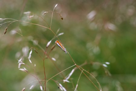Common grass-veneer moth - free stock photo