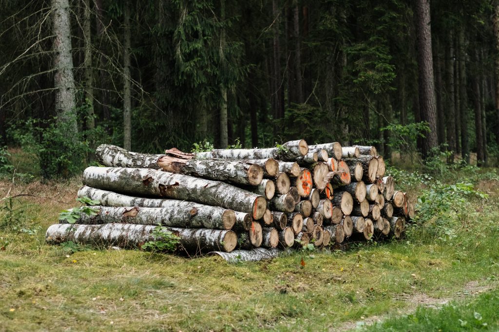 Cut wood logs stacked in the forest - free stock photo