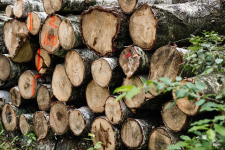 Cut wood logs stacked in the forest 3 - free stock photo