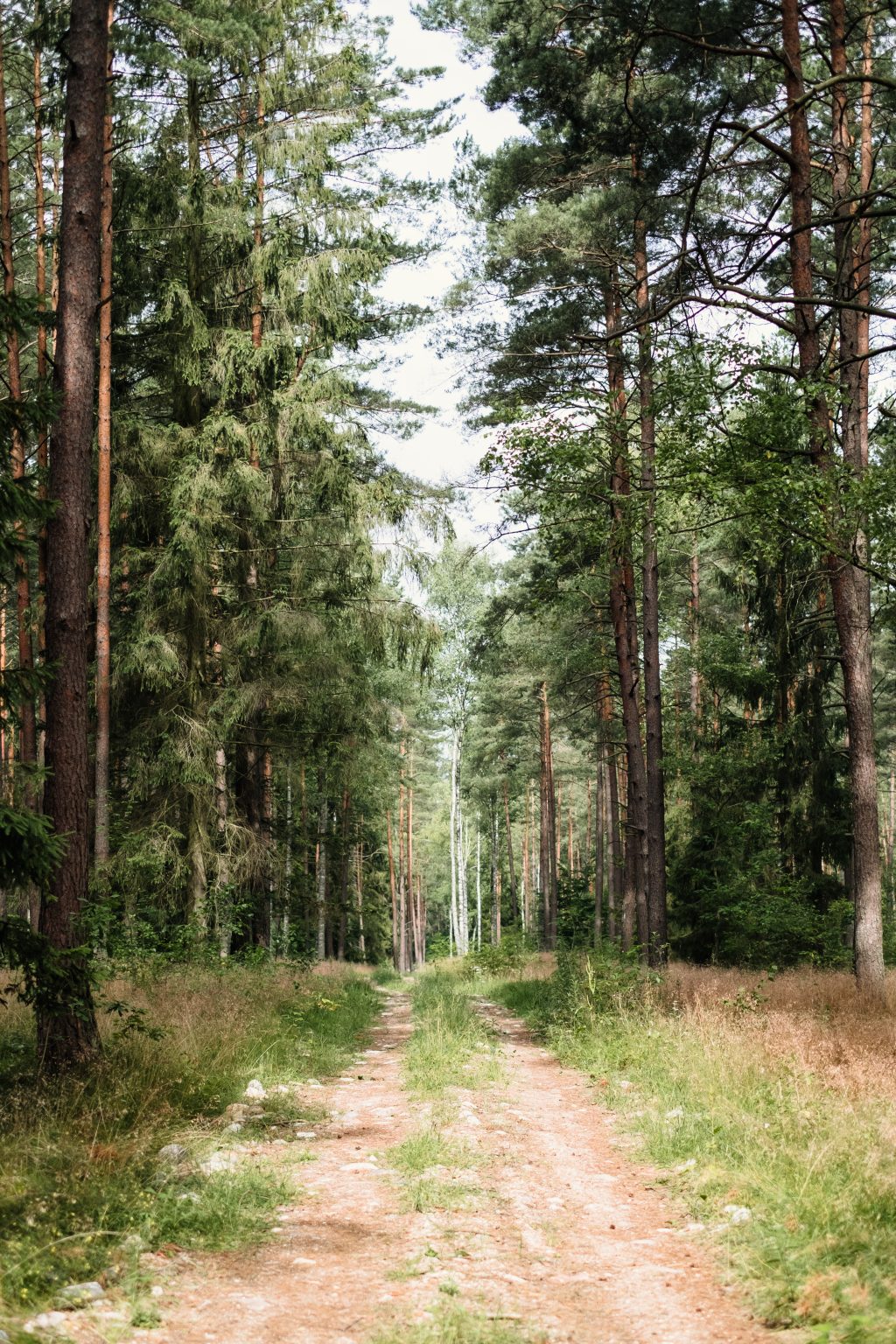 Dirt road leading through the forest - free stock photo