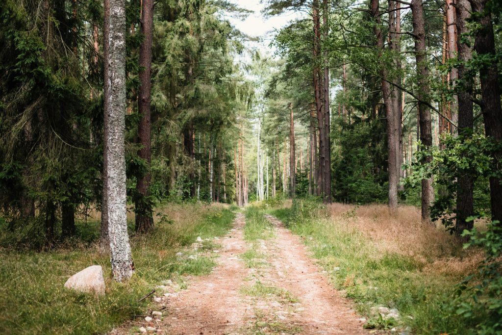 Dirt road leading through the forest 2 - free stock photo