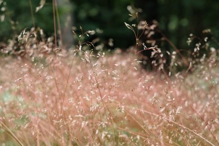 Dried wild grass near the forest - free stock photo