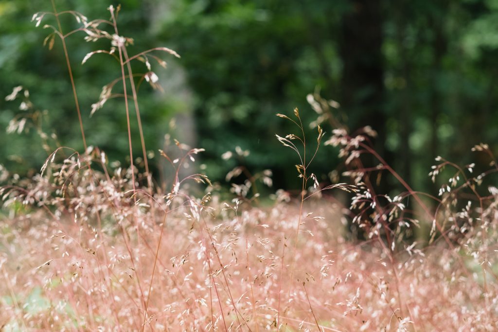 Dried wild grass near the forest 2 - free stock photo