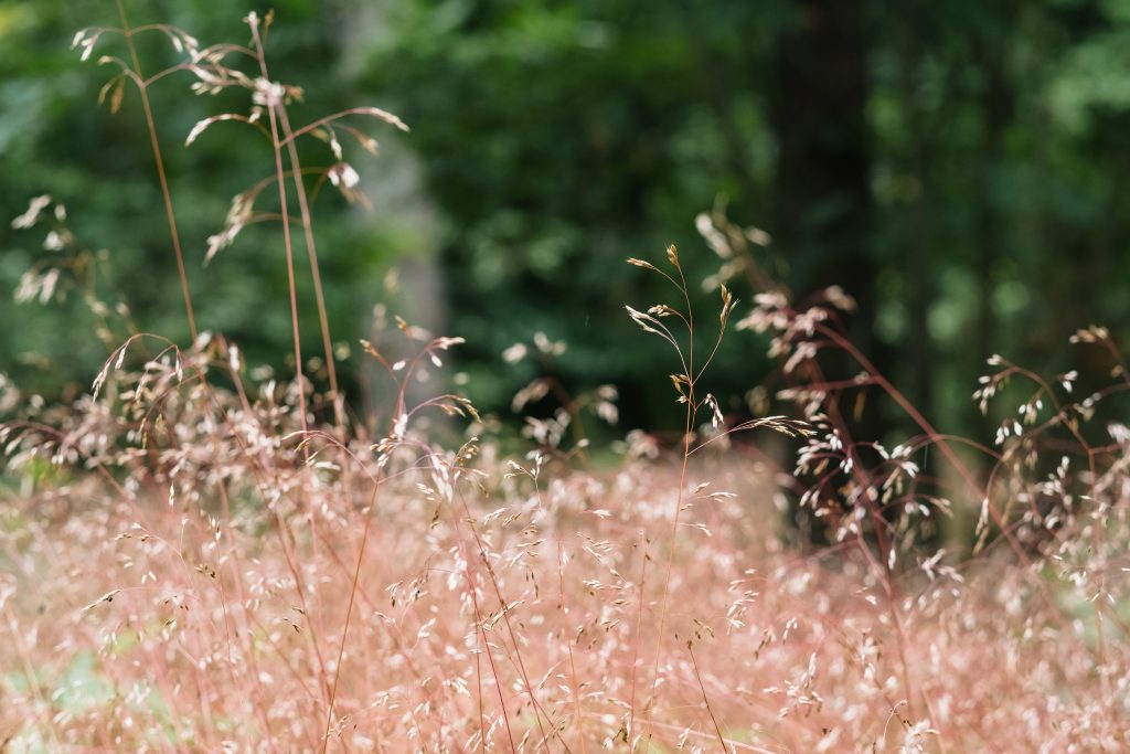 dried_wild_grass_near_the_forest_2-1024x