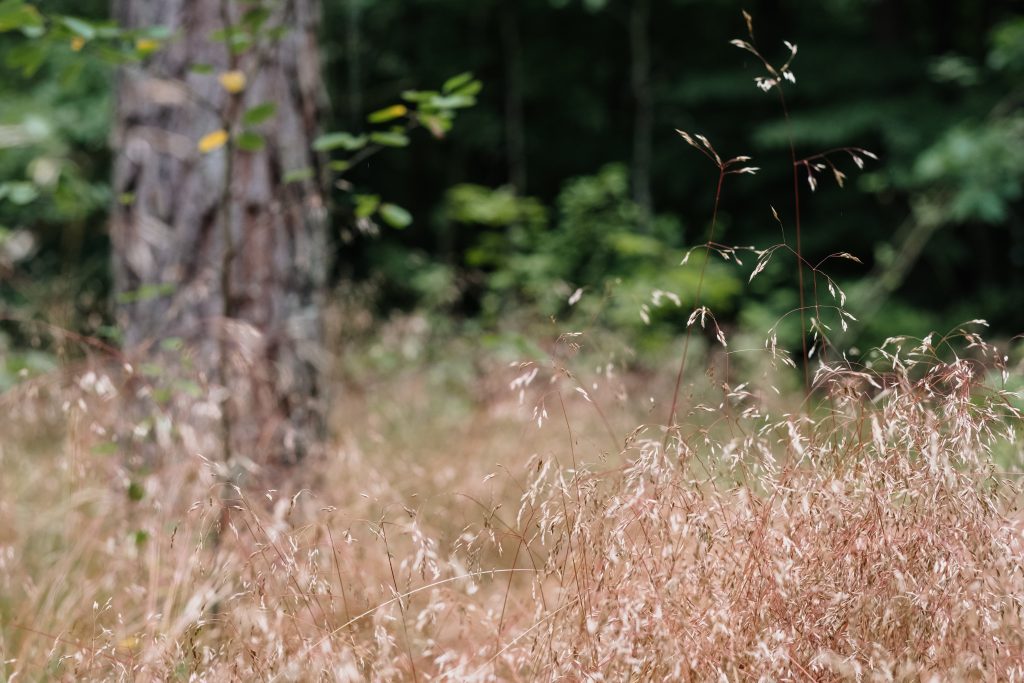 Dried wild grass near the forest 3 - free stock photo