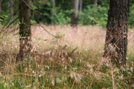 Dried wild grass near the forest 4 - free stock photo