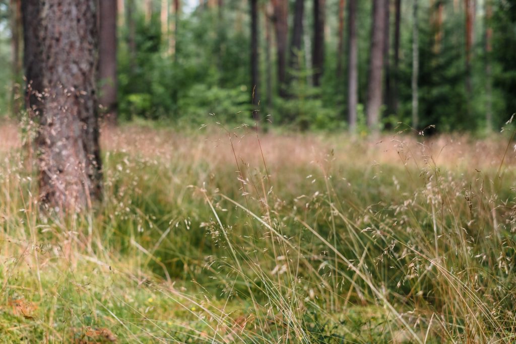 dried_wild_grass_near_the_forest_5-1024x