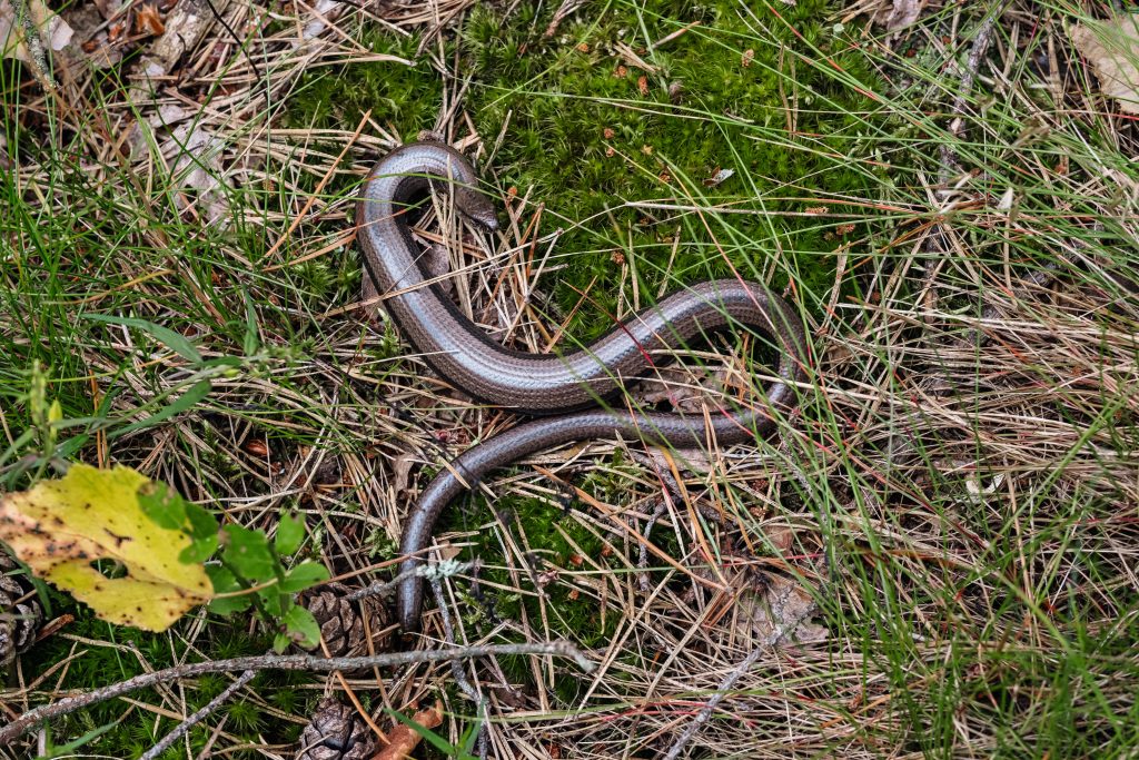 Slowworm legless lizard - free stock photo