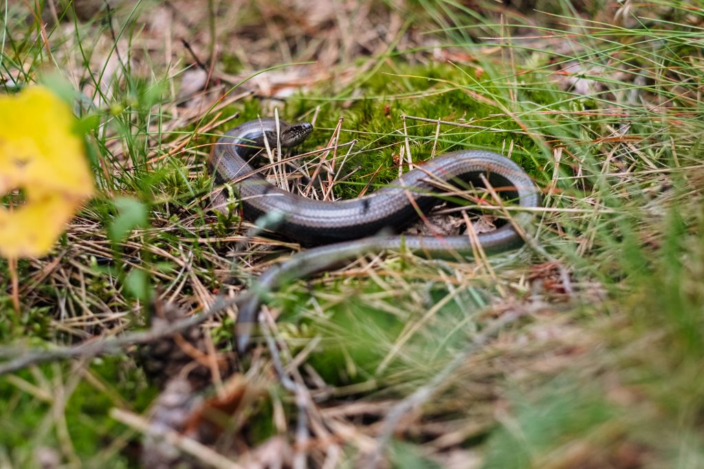 Slowworm legless lizard 2 - free stock photo