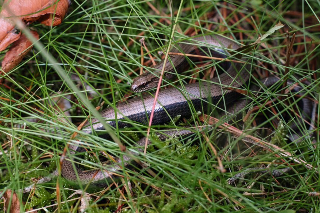 Slowworm legless lizard 3 - free stock photo