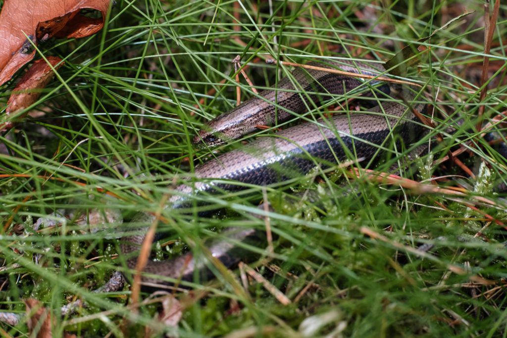 slowworm_legless_lizard_4-1024x683.jpg