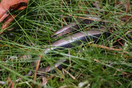 Slowworm legless lizard 4 - free stock photo