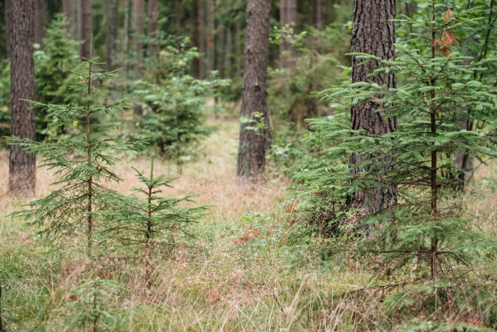 Small spruce trees in the forest - free stock photo