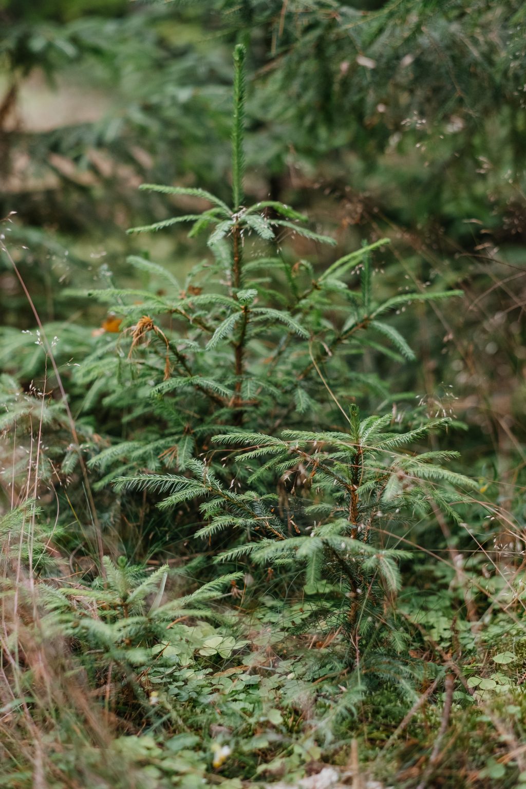 Small spruce trees in the forest 2 - free stock photo