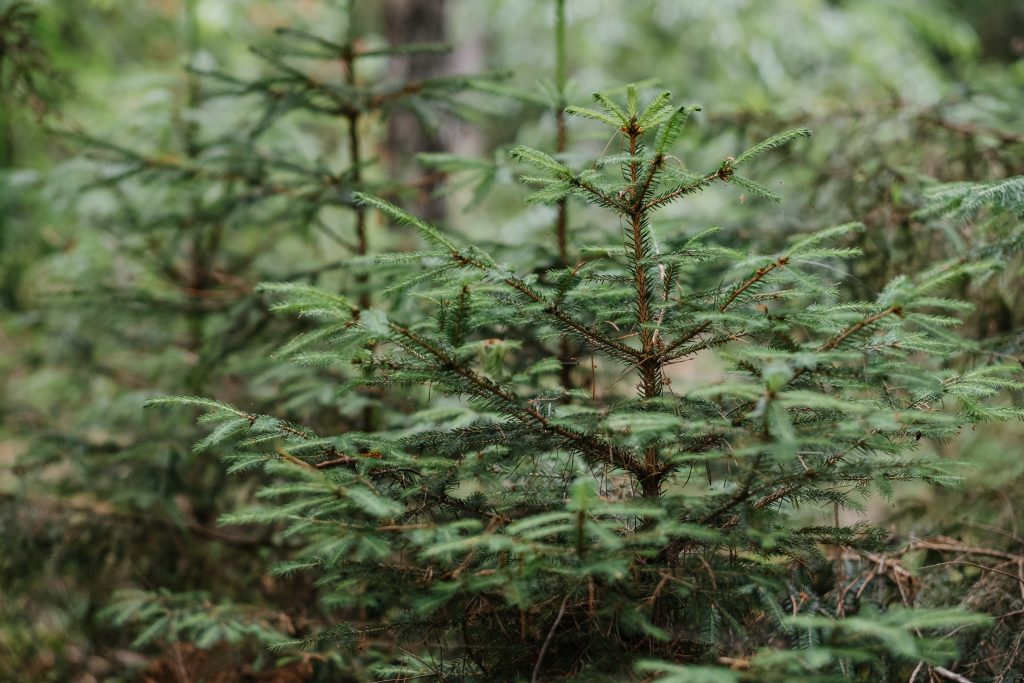 small spruce trees in the forest 3