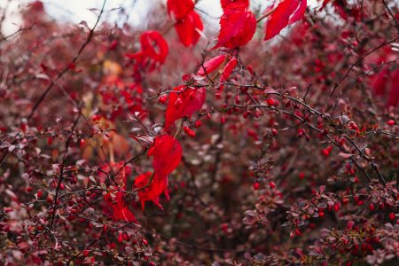 Autumn barberry and red ivy - free stock photo