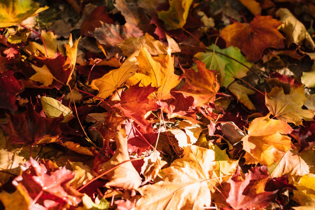 Colourful autumn leaves 2 - free stock photo