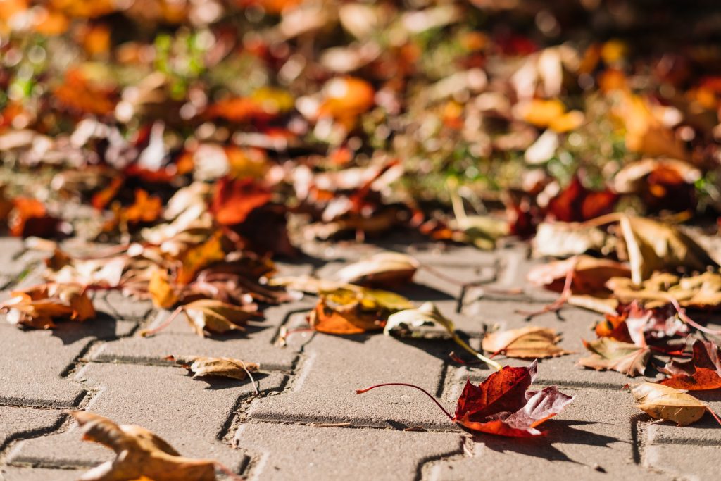Colourful autumn leaves 3 - free stock photo