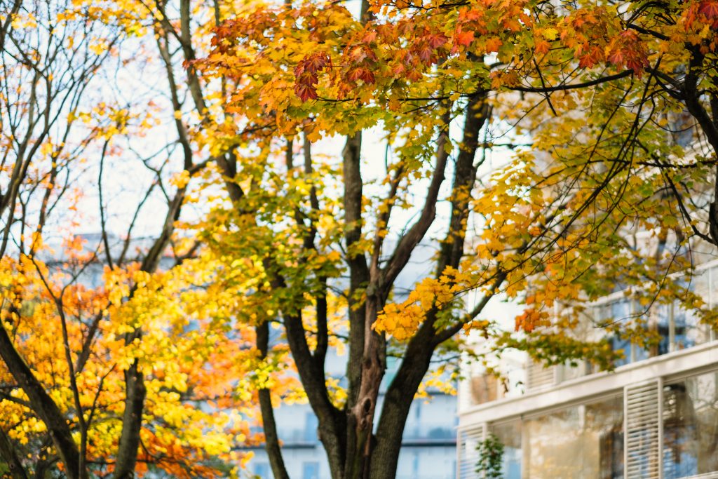 Colourful autumn maple trees - free stock photo