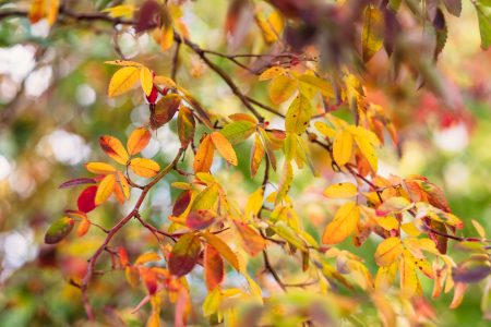 Colourful autumn rosehip leaves - free stock photo