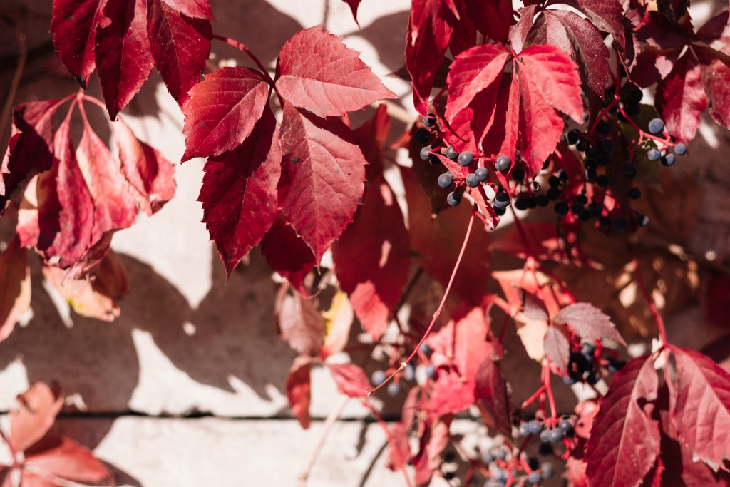 Ornamental grape plant in autumn - free stock photo