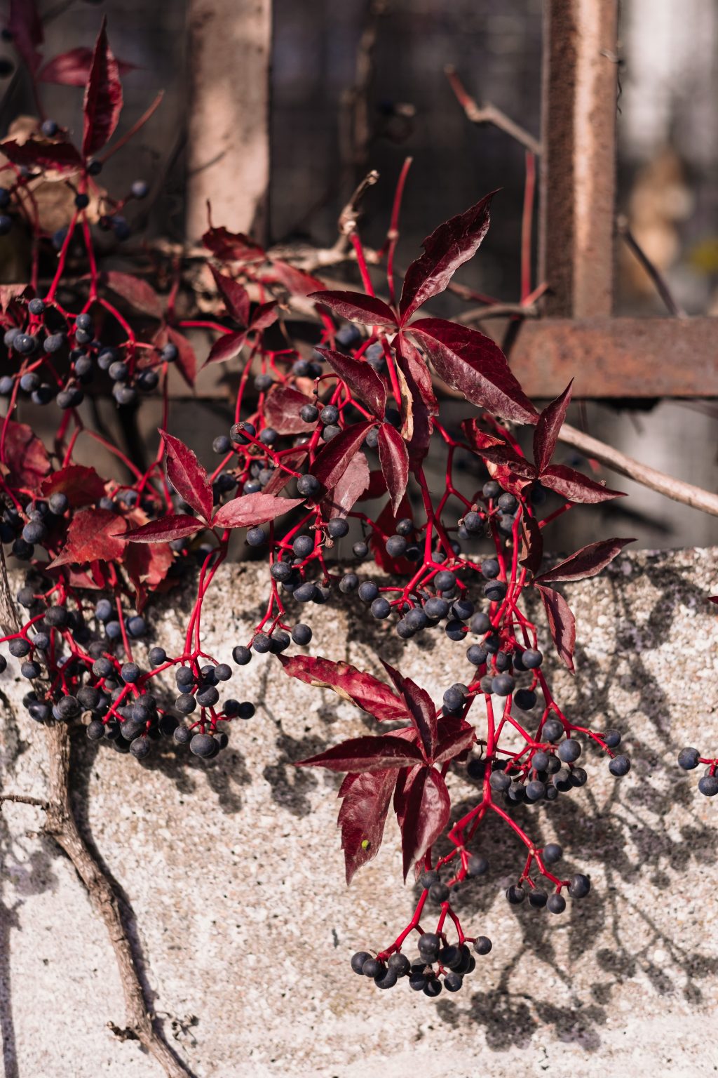 Ornamental grape plant in autumn 3 - free stock photo