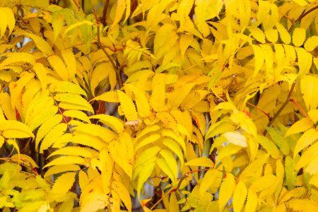 Yellow autumn false spirea leaves - free stock photo
