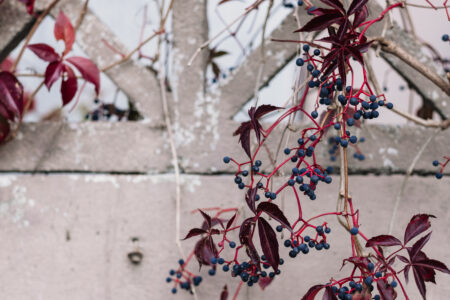 Ornamental grape plant in autumn 5 - free stock photo