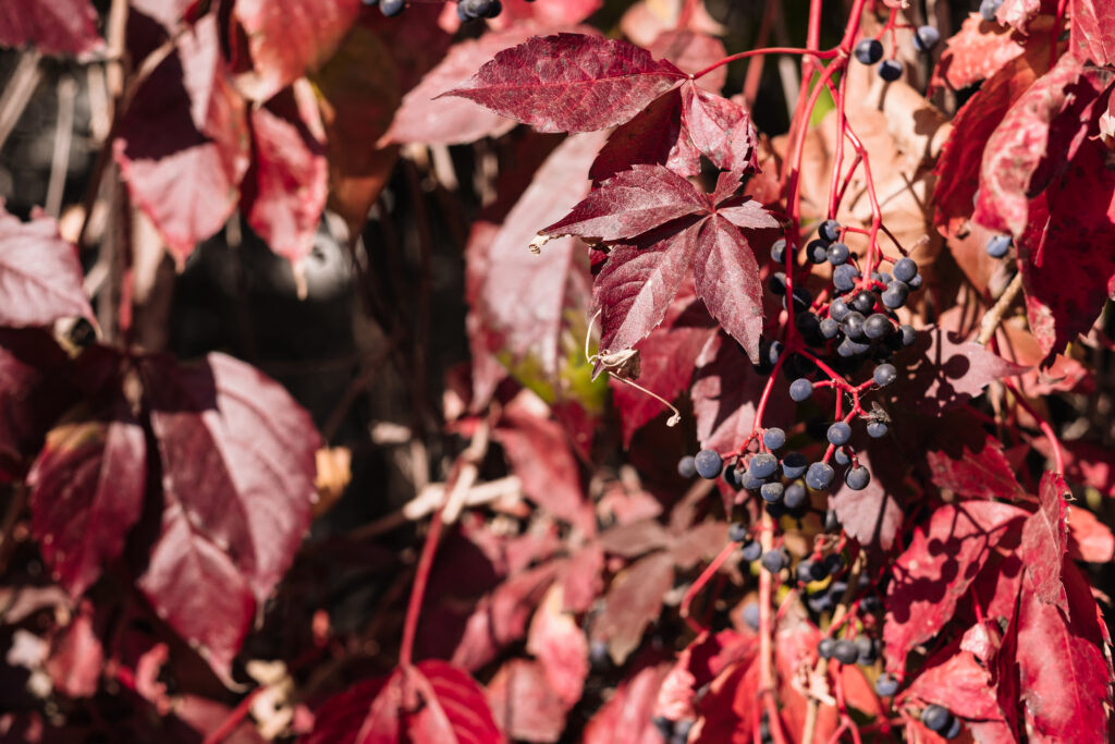 ornamental_grape_plant_in_autumn_6-1024x683.jpg