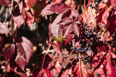 Ornamental grape plant in autumn 6 - free stock photo