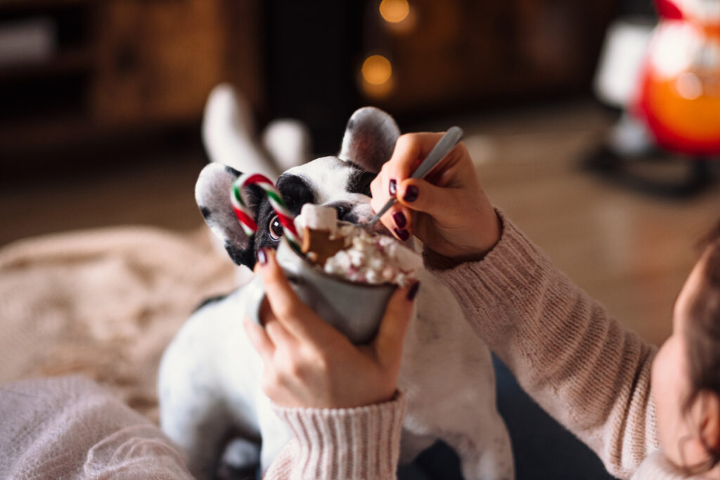 French Bulldog trying to steal Christmas latte with marshmallows - free stock photo