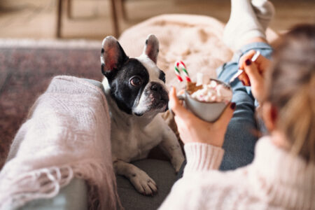 French Bulldog trying to steal Christmas latte with marshmallows 2 - free stock photo