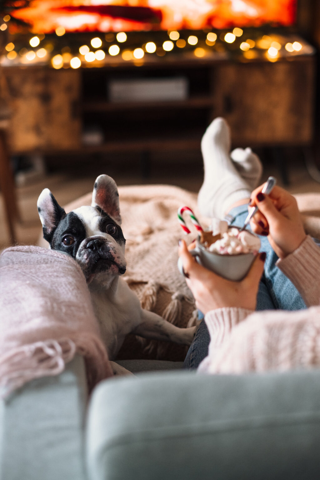 French Bulldog trying to steal Christmas latte with marshmallows 3 - free stock photo